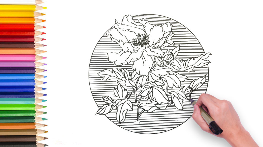 learn how to draw peony